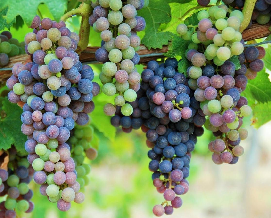 Maison Des Vignes Le Fleix Εξωτερικό φωτογραφία